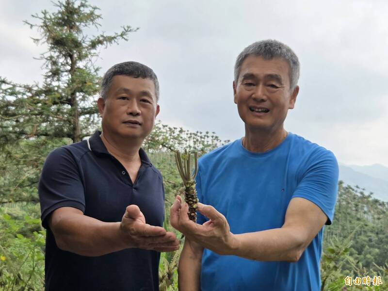 嘉義大學生化科技學系退休教授蔡巨才（右）率領學生組成研究團隊，成功在海拔近900公尺高山區復育山葵。（記者王善嬿攝）