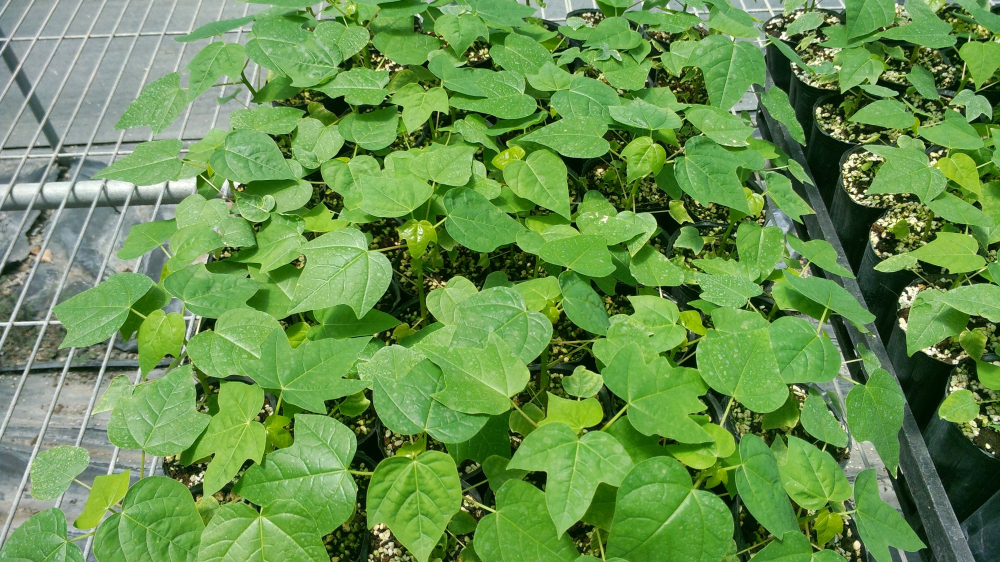 木瓜