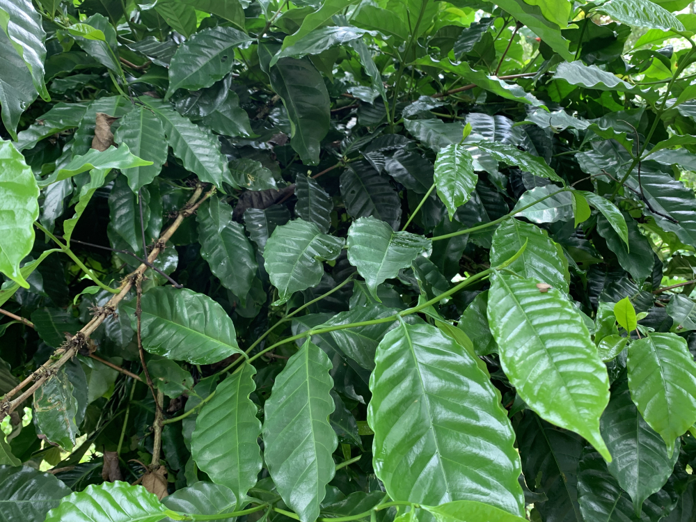 咖啡葉茶