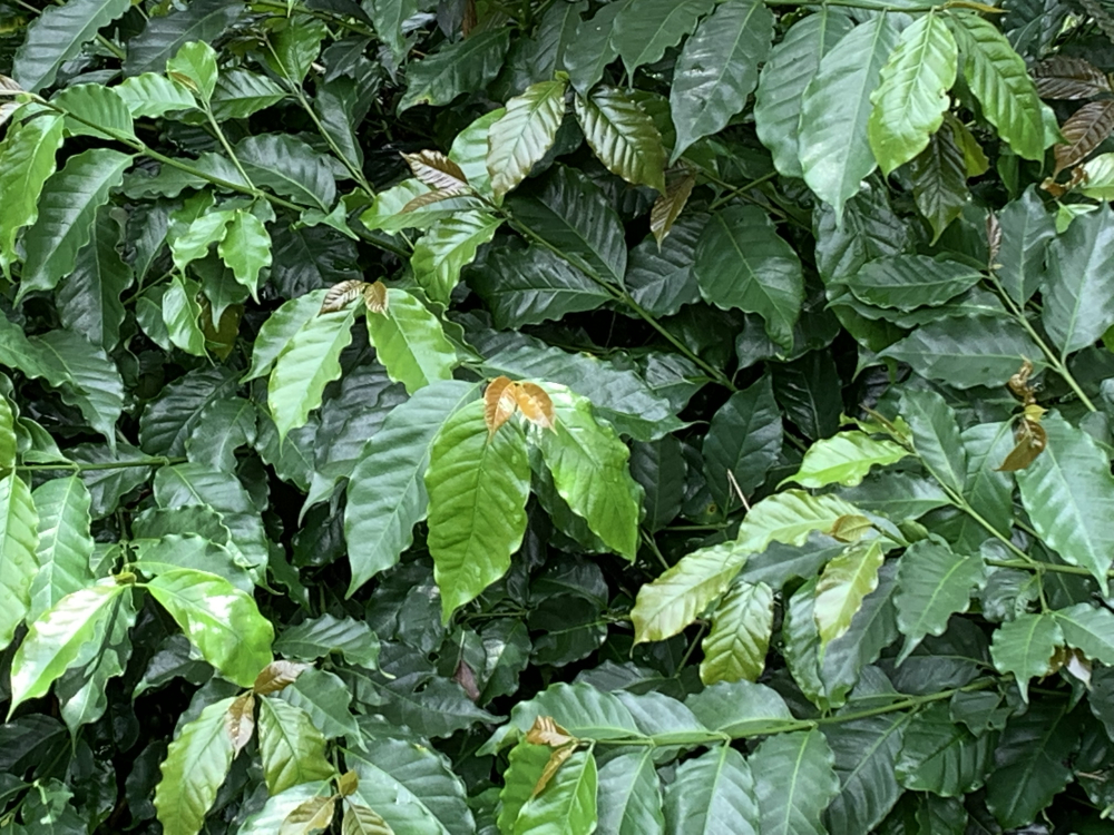 咖啡葉茶
