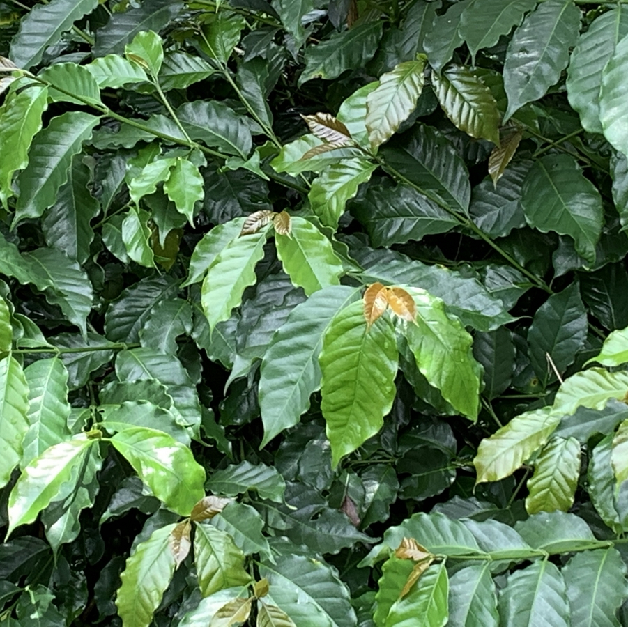 咖啡葉茶