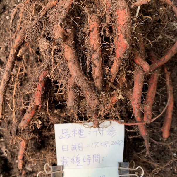 丹參滴粒 食品