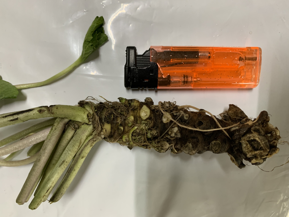 紅梗山葵