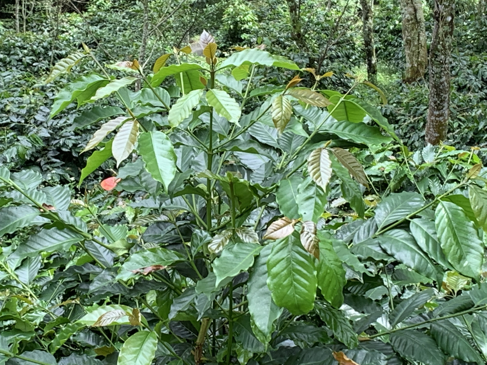咖啡葉茶