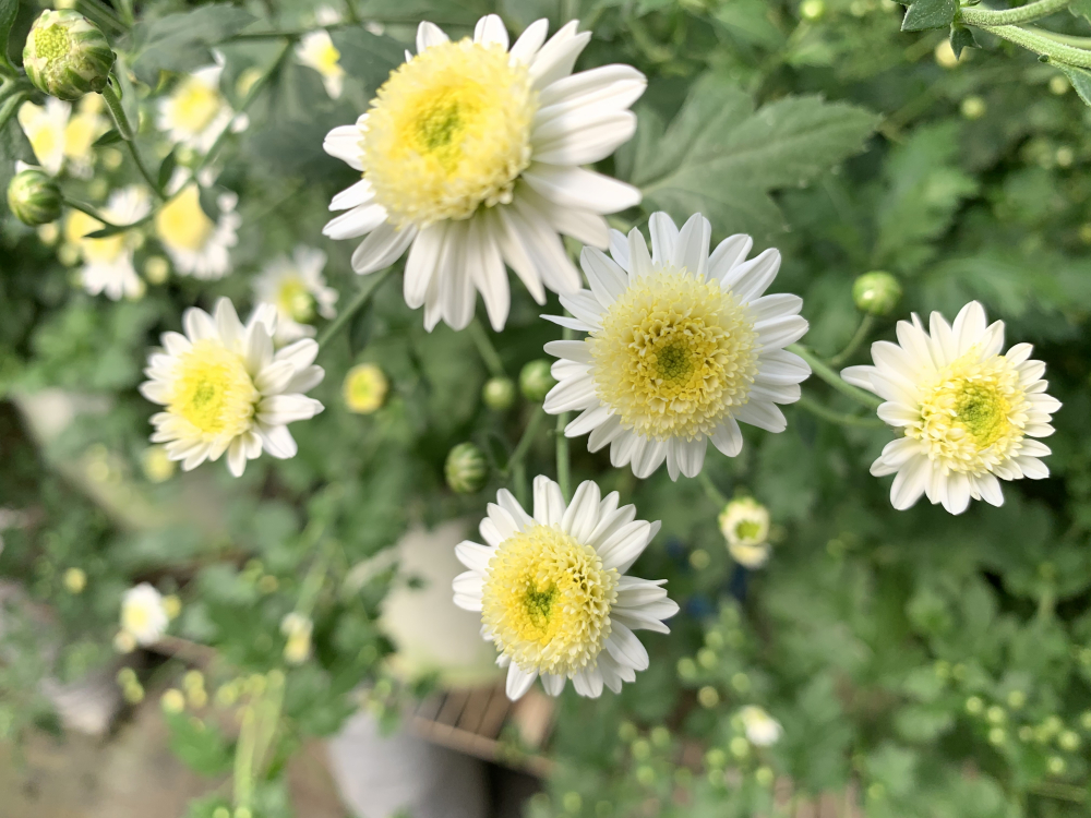 杭白菊
