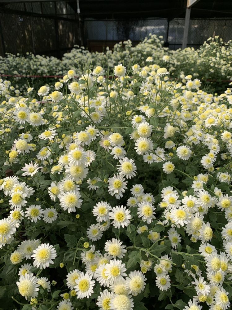 杭白菊